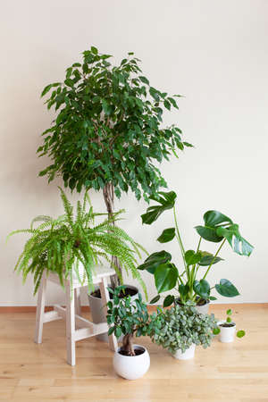 houseplants ficus benjamina, fittonia, monstera, nephrolepis and ficus microcarpa ginseng in flowerpotsの写真素材