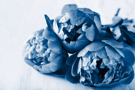 trend color of the year 2020 classic blue. beautiful peony flowers bouquetの写真素材