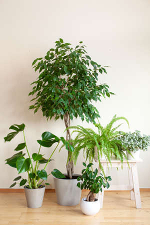 houseplants ficus benjamina, fittonia, monstera, nephrolepis and ficus microcarpa ginseng in flowerpotsの写真素材