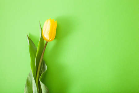 beautiful yellow tulip flowers flat lay on green backgroundの写真素材