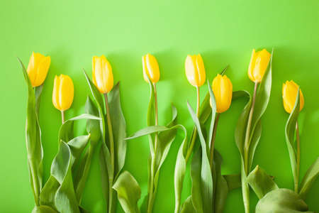 beautiful yellow tulip flowers flat lay on green backgroundの写真素材