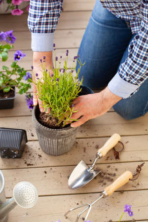 man gardener planting pansy, lavender flowers in flowerpot in garden on terrace