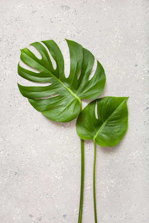 monstera leaf tropical plant on gray backgroundの写真素材