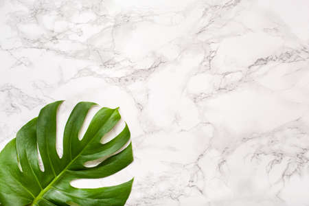monstera leaf tropical plant on gray background