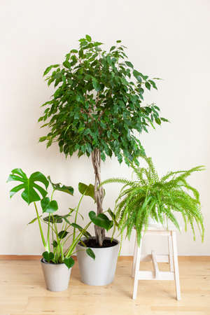houseplants monstera nephrolepis and ficus benjamina in flowerpotsの写真素材