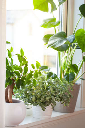 green houseplants fittonia, monstera and ficus microcarpa ginseng in white flowerpots on windowの写真素材