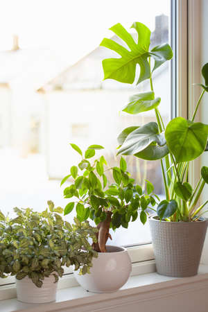 green houseplants fittonia, monstera and ficus microcarpa ginseng in white flowerpots on windowの写真素材