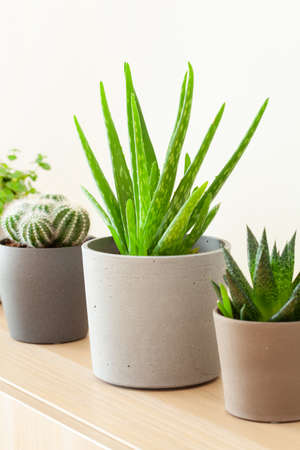 green houseplants cactus succulent aloe vera, gasteria duval, pilea depressa, parodia warasiiの写真素材