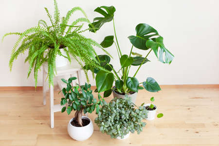 houseplants fittonia, monstera, nephrolepis and ficus microcarpa ginseng in white flowerpotsの写真素材
