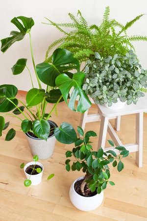 houseplants fittonia, monstera, nephrolepis and ficus microcarpa ginseng in white flowerpotsの写真素材