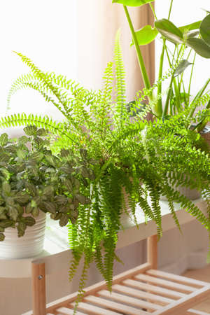 green houseplants fittonia, nephrolepis and monstera in white flowerpots on windowの写真素材
