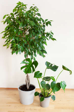 houseplants monstera and ficus benjamina in flowerpotsの写真素材