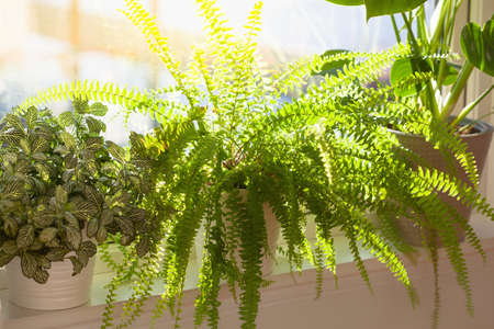 green houseplants fittonia, nephrolepis and monstera in white flowerpots on windowの写真素材