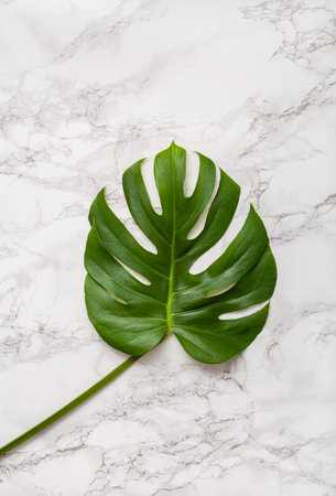 monstera leaf tropical plant on marble backgroundの写真素材