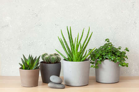green houseplants cactus succulent aloe vera, gasteria duval, pilea depressa, parodia warasiiの写真素材