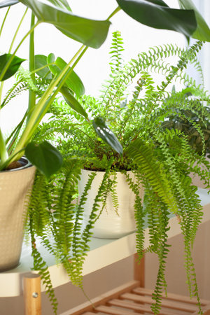green houseplants nephrolepis and monstera in white flowerpots on windowの写真素材