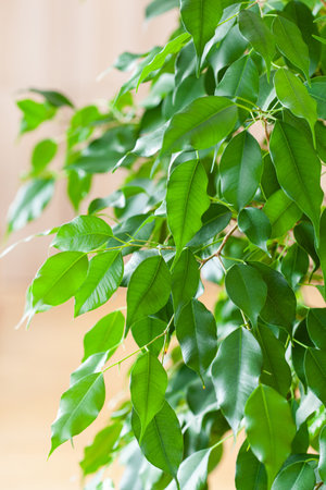 ficus benjamina large green houseplantの写真素材