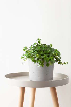 green houseplant pilea depressa in concrete flowerpotの写真素材