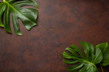 monstera leaf tropical plant on dark backgroundの写真素材