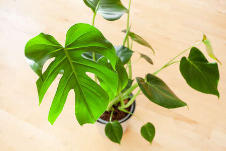 houseplant monstera in white flowerpot