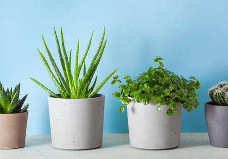 green houseplants cactus succulent aloe vera, gasteria duval, pilea depressa, parodia warasiiの写真素材