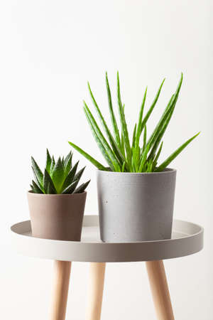 green houseplants cactus succulent aloe vera, gasteria duvalの写真素材