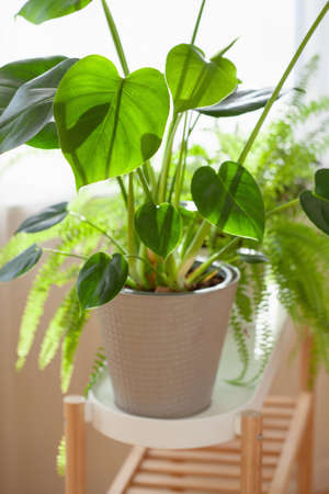 green houseplants nephrolepis and monstera in white flowerpots on windowの写真素材