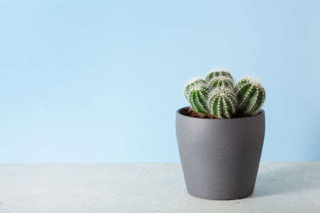 green houseplant cactus parodia warasiiの写真素材