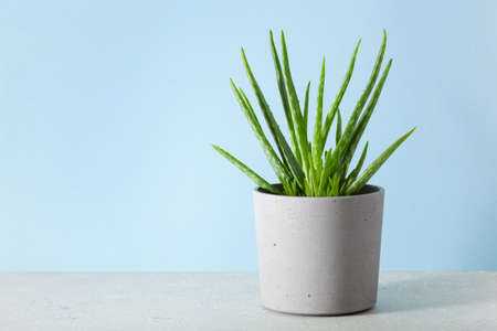 green houseplant succulent aloe veraの写真素材