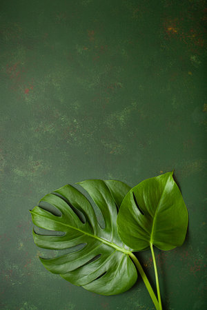 monstera leaf tropical plant on dark backgroundの写真素材