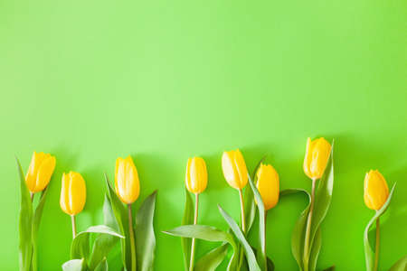 beautiful yellow tulip flowers flat lay on green backgroundの写真素材