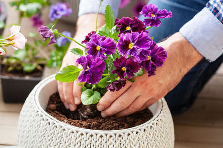 man gardener planting pansy, lavender flowers in flowerpot in garden on terraceの写真素材