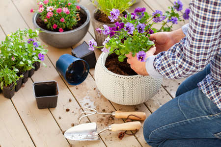 man gardener planting pansy, lavender flowers in flowerpot in garden on terraceの写真素材
