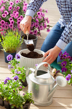 man gardener planting pansy, lavender flowers in flowerpot in garden on terraceの写真素材
