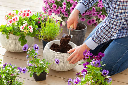 man gardener planting pansy, lavender flowers in flowerpot in garden on terraceの写真素材