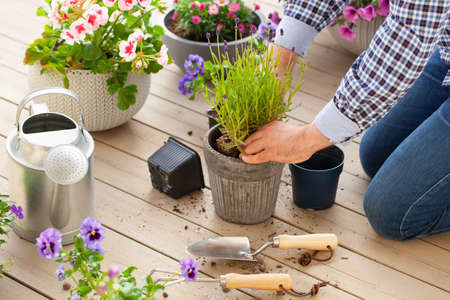 man gardener planting pansy, lavender flowers in flowerpot in garden on terraceの写真素材