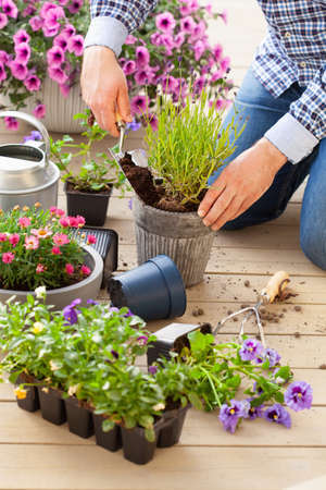 man gardener planting pansy, lavender flowers in flowerpot in garden on terraceの写真素材