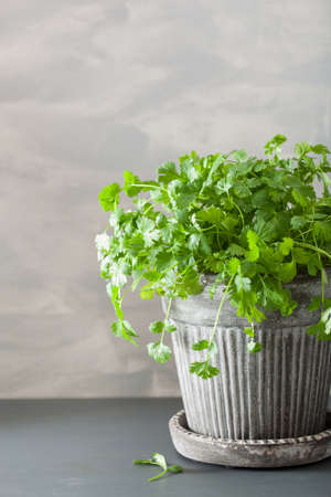 fresh cilantro herb in flowerpotの写真素材