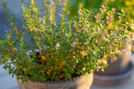 thyme and lemon balm (melissa) herb in flowerpot on balcony, urban container garden conceptの写真素材