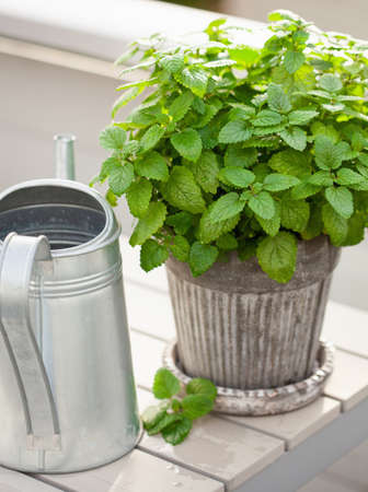 lemon balm (melissa) herb in flowerpot on balcony, urban container garden conceptの写真素材