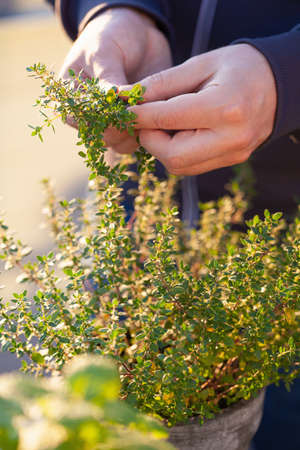 gardener picking thyme leaves on balcony. urban container garden conceptの写真素材