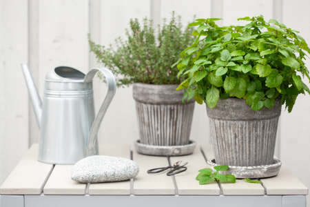 lemon balm (melissa) and thyme herb in flowerpot on balcony, urban container garden conceptの写真素材