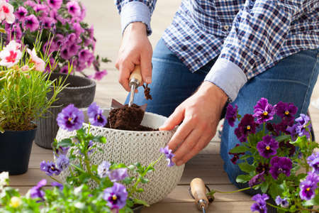 man gardener planting pansy, lavender flowers in flowerpot in garden on terraceの写真素材