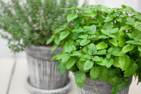 lemon balm (melissa) and thyme herb in flowerpot on balcony, urban container garden conceptの写真素材