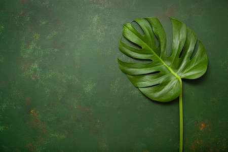 monstera leaf tropical plant on dark backgroundの写真素材