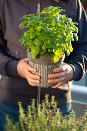 gardener holding lemon balm (melissa) in flowerpot on balcony. urban container herb garden conceptの写真素材