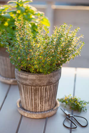 thyme and lemon balm (melissa) herb in flowerpot on balcony, urban container garden conceptの写真素材
