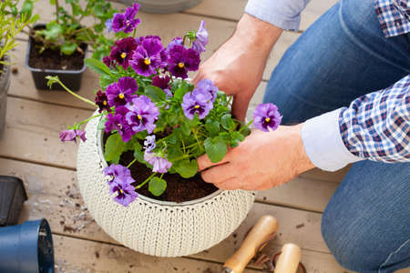 man gardener planting pansy, lavender flowers in flowerpot in garden on terraceの写真素材