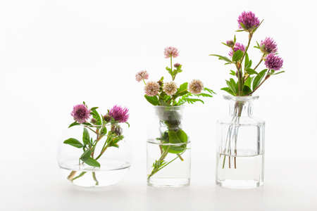 summer wild medical flowers and herbs in glass jars. alternative medicineの写真素材