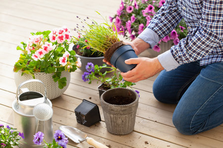 man gardener planting pansy, lavender flowers in flowerpot in garden on terraceの写真素材